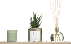 Conjunto aromático jardin verde