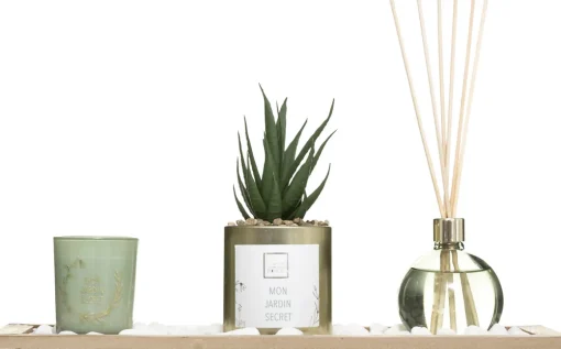 Conjunto aromático jardin verde