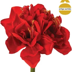 Haste amaryllis 71cm