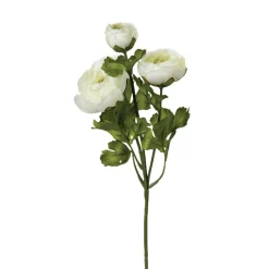 Haste de flor de rainunculo com 3 flores
