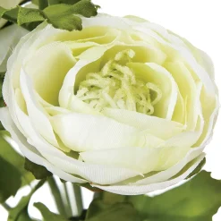 Haste de flor de rainunculo com 3 flores