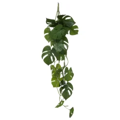 Haste de monstera suspensa verde