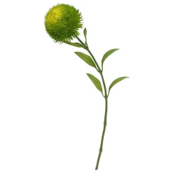 Haste dianthus verde 50cm