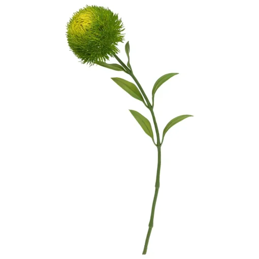 Haste dianthus verde 50cm