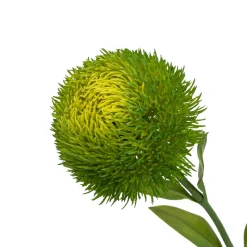 Haste dianthus verde 50cm