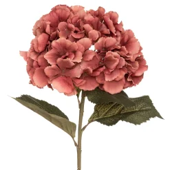 Haste hortênsia ameixa romande gypsy