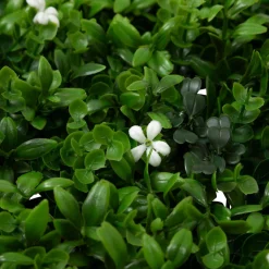 Jardim vertical CLASSIQUE IZY 50x50cm