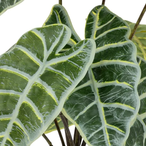 Planta alocasia verde 43cm