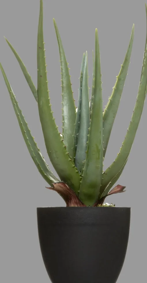 Planta cato aloe vera real TOUCH 44cm