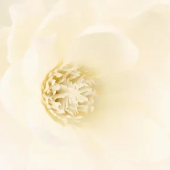 Planta magnolia com jarra