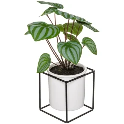 Planta maranta artifical com suporte 32cm