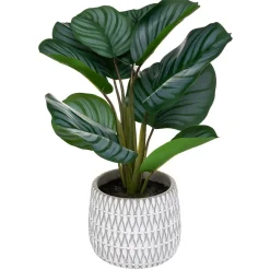 Planta maranta com vaso de cimento decorado
