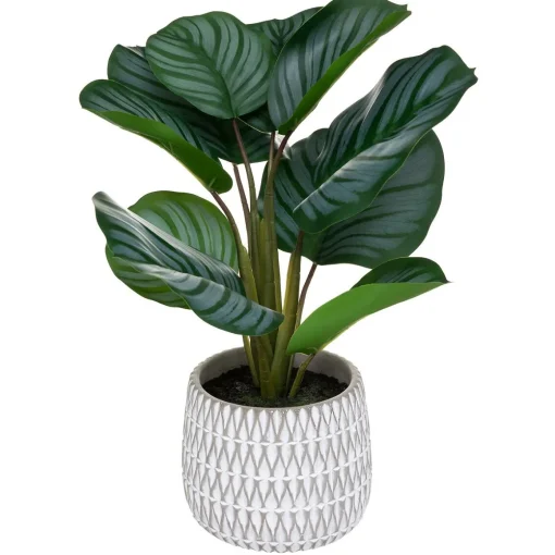 Planta maranta com vaso de cimento decorado
