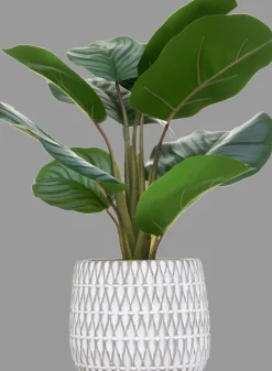 Planta maranta com vaso de cimento decorado