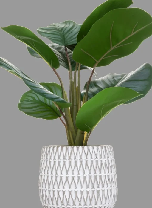 Planta maranta com vaso de cimento decorado