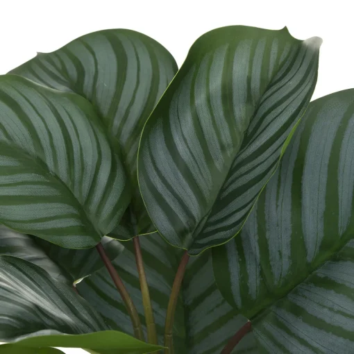 Planta maranta com vaso de cimento decorado