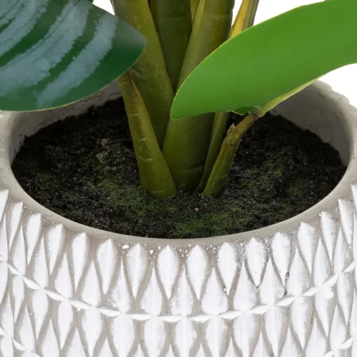 Planta maranta com vaso de cimento decorado