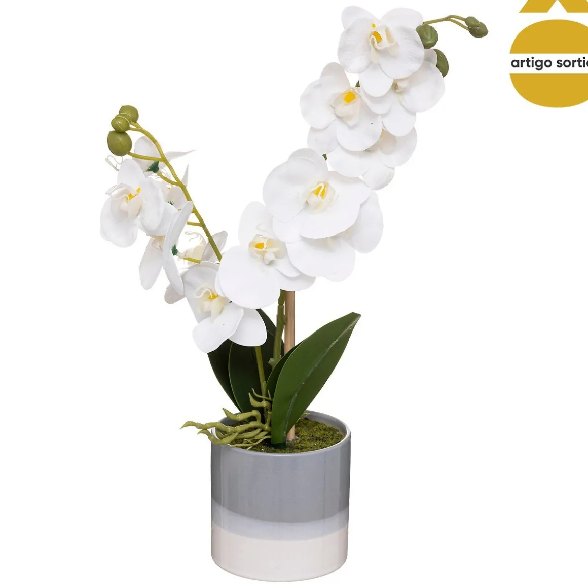 Planta orquídea com vaso cerâmico