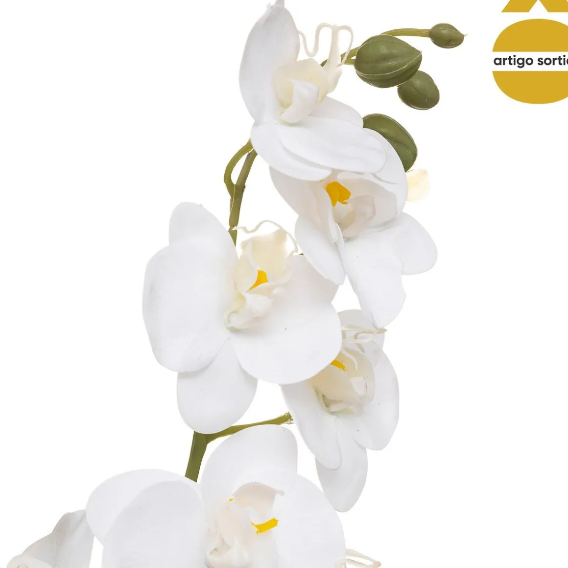 Planta orquídea com vaso cerâmico