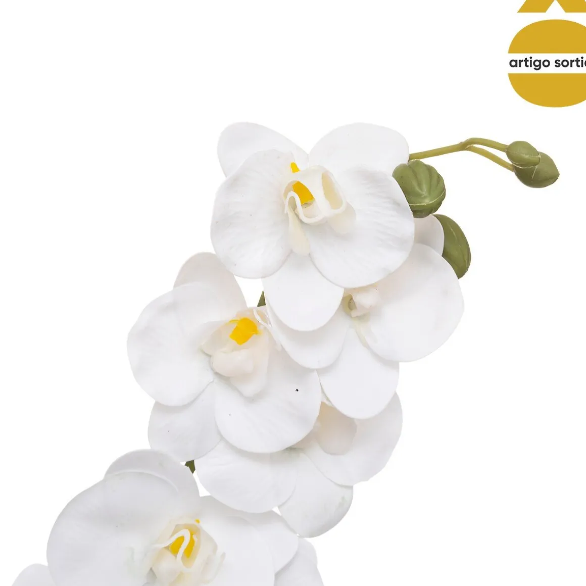 Planta orquídea com vaso cerâmico