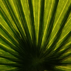 Planta palmeira artificial 180cm