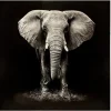 Quadro decorativo elefante