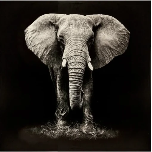 Quadro decorativo elefante