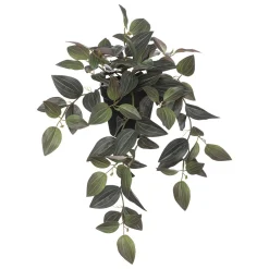 Vaso com planta tradescantia verde