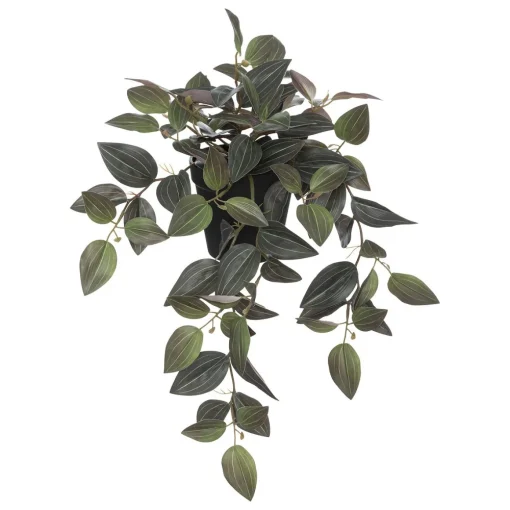 Vaso com planta tradescantia verde