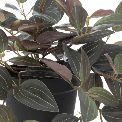 Vaso com planta tradescantia verde