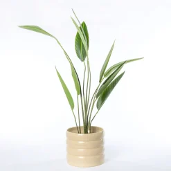Vaso de cerâmica ondulado bege 19,5cm