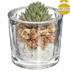 Vaso de vidro com planta 10cm