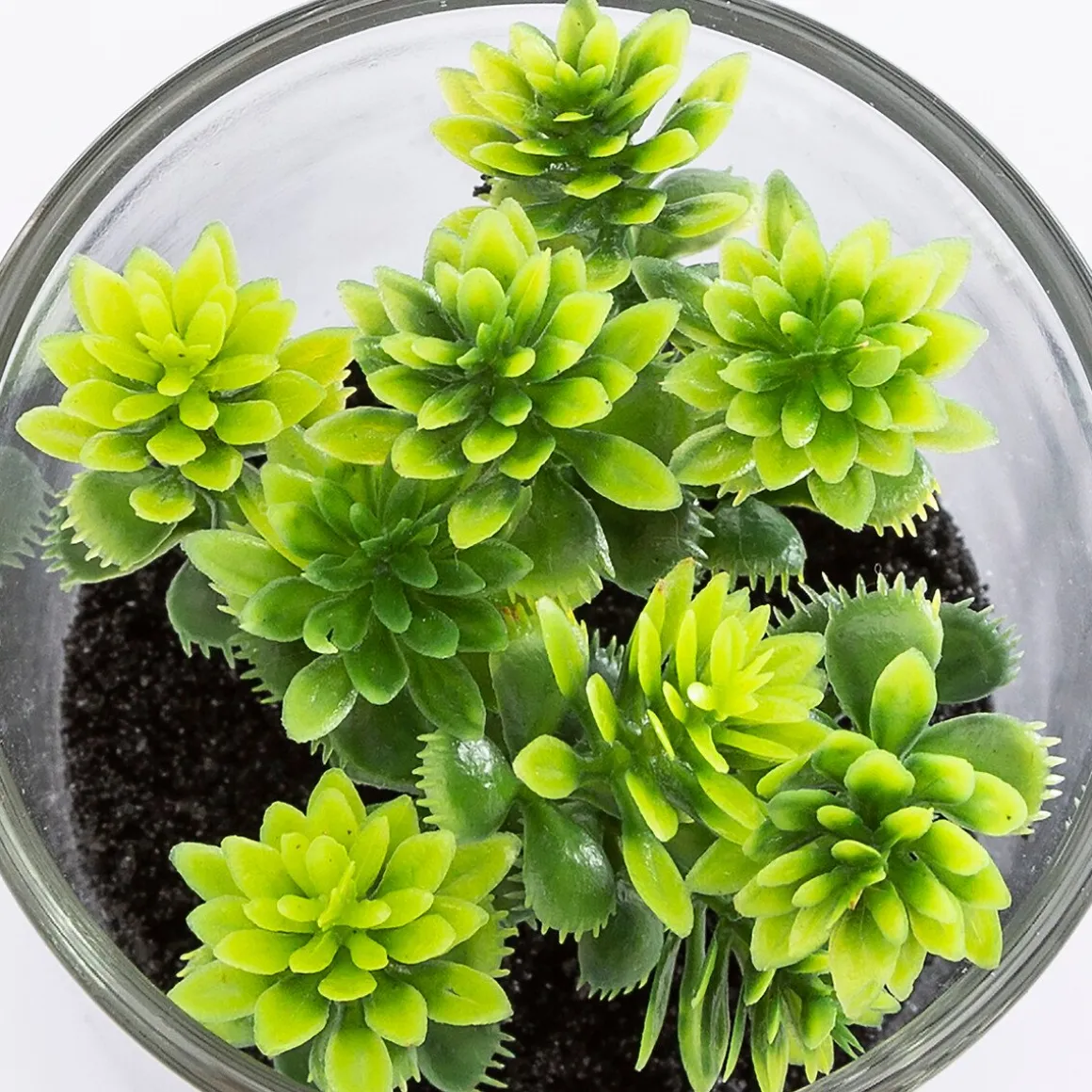 Vaso de vidro com planta 9,5x7cm